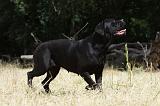 CANE CORSO 1467